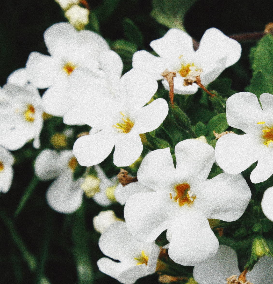 BACOPA