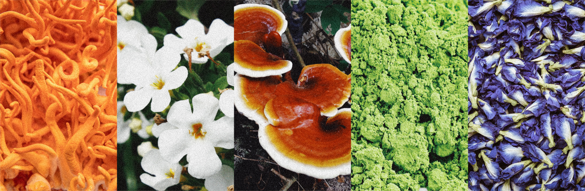 WTF are Adaptogens and Nootropics? (And Why They’re in Your Drink)